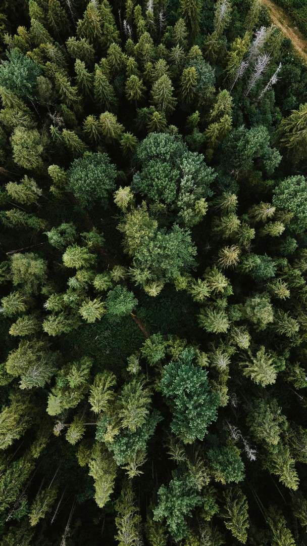 Aerial view of a dense forest with various shades of green treetops closely packed together, reminiscent of the natural beauty surrounding Squamish HVAC service areas.